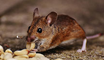 24 Hour & Emergency Exterminators in N Brentwood, MD